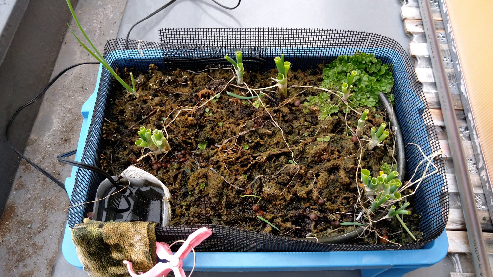 養液栽培 ネギの植え替え もう遅いけどもっと遅いよりまし