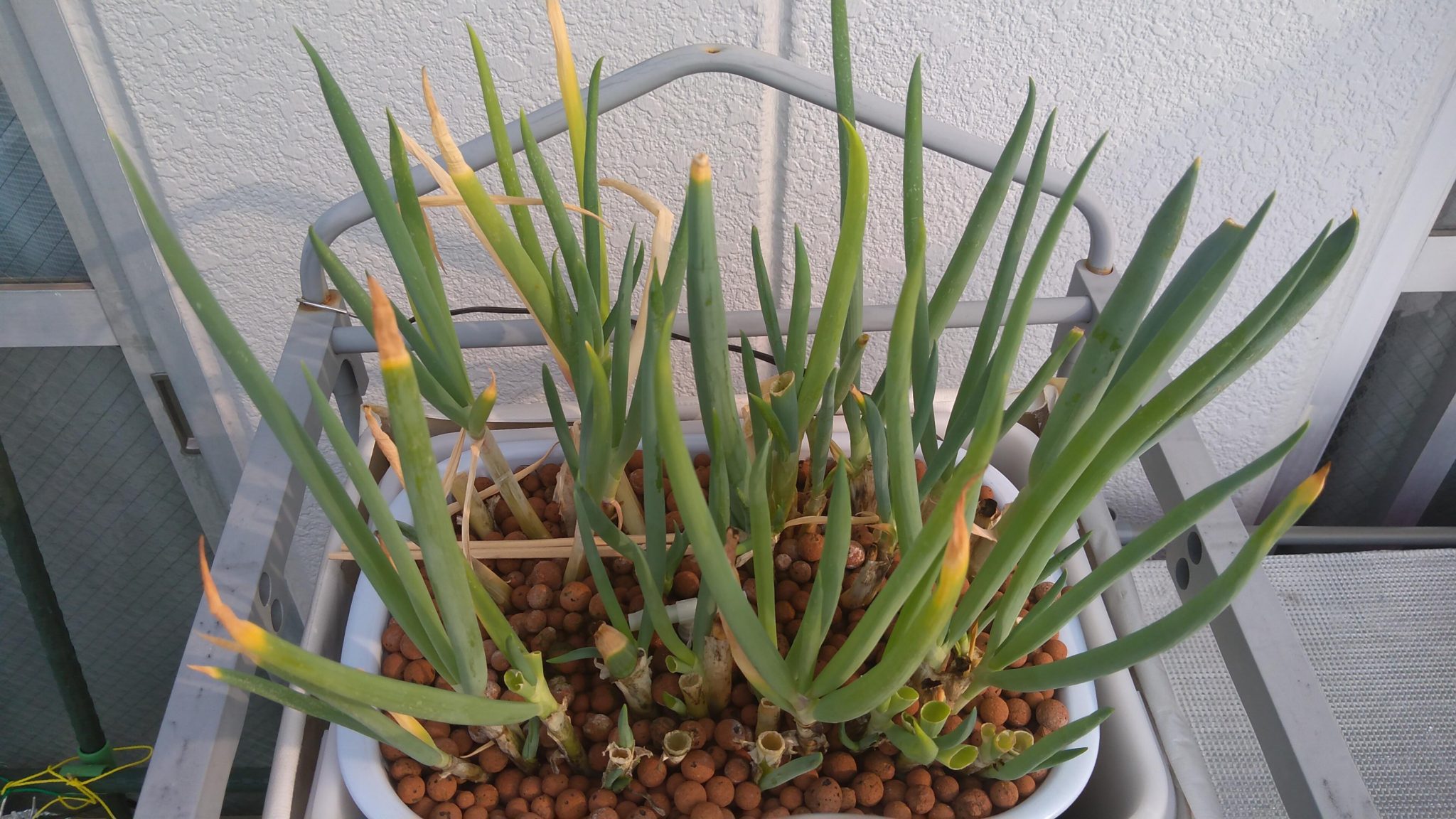 九条太ネギ ネギの植え替え もう遅いけどもっと遅いよりまし